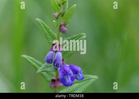 Gemeinsame scullcap, Marsh Schädel-cap, skullcap, mit Kapuze skullcap (Scutellaria galericulata), blühende, Deutschland, Bayern Stockfoto