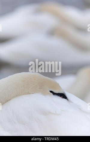 Höckerschwan (Cygnus olor), klemmt der Kopf ins Gefieder, Seitenansicht, Deutschland, Bayern Stockfoto