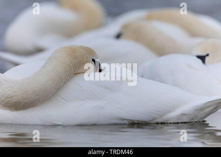 Höckerschwan (Cygnus olor), klemmt der Kopf ins Gefieder, Seitenansicht, Deutschland, Bayern Stockfoto