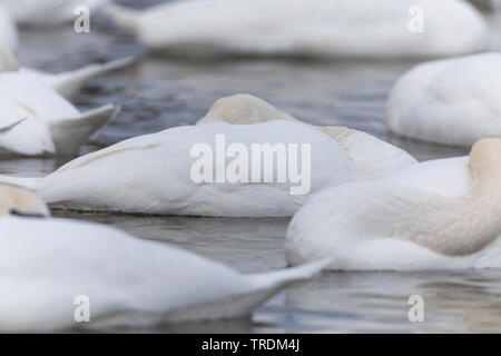 Höckerschwan (Cygnus olor), Höckerschwäne klemmt die Köpfe in das Gefieder, Seitenansicht, Deutschland, Bayern Stockfoto