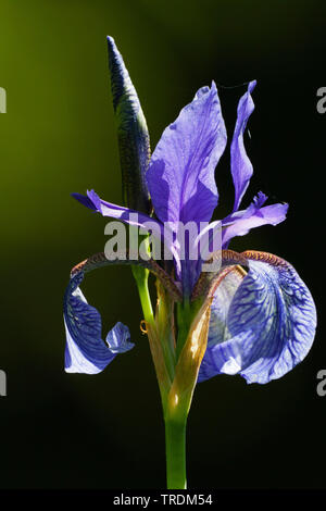 Sibirische Schwertlilie, sibirische Flag (Iris pumila), Blume im Gegenlicht, Deutschland, Bayern Stockfoto