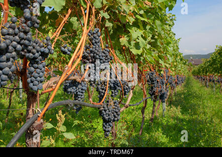 Rebsorten - Zeilen, Italien, Südtirol, Trentino, Kaltern Stockfoto