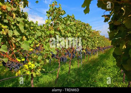 Rebsorten - Zeilen, Italien, Südtirol, Trentino, Kaltern Stockfoto