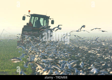Gruppe von Möwen, die hinter einem Traktor, Niederlande, Friesland Stockfoto