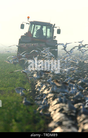 Gruppe von Möwen, die hinter einem Traktor, Niederlande, Friesland Stockfoto