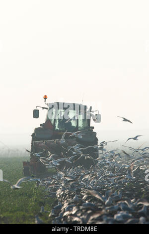 Gruppe von Möwen, die hinter einem Traktor, Niederlande, Friesland Stockfoto