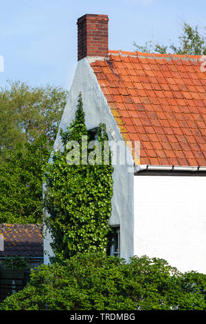 Efeu wächst auf der Fassade des Hauses ertrunken Land der Saeftinghe, Niederlande, Zeeland, Verdronken Land van Saeftinghe Stockfoto