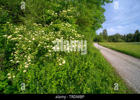Hartriegel, Dogberry (Cornus sanguinea), blühen am Straßenrand, Deutschland, Bayern Stockfoto