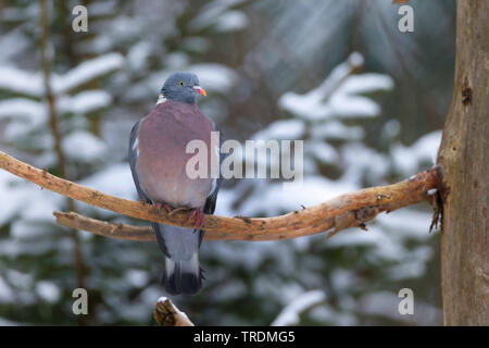 Ringeltaube (Columba palumbus), auf einem Zweig im Winter, Deutschland, Bayern Stockfoto