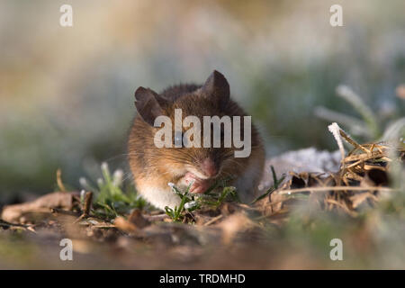 Holz Maus, Long-tailed FELDMAUS (APODEMUS SYLVATICUS), Fütterung, Niederlande Stockfoto