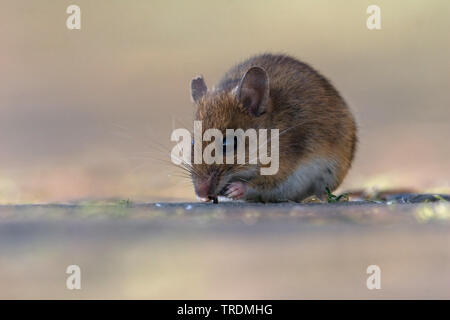 Holz Maus, Long-tailed FELDMAUS (APODEMUS SYLVATICUS), Fütterung, Niederlande Stockfoto