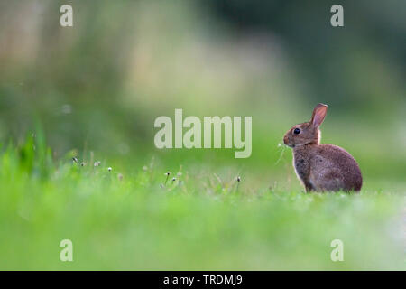 Europäische Kaninchen (Oryctolagus cuniculus), Kinder auf der Wiese, Niederlande, Gelderland, Nijmegen. Stockfoto