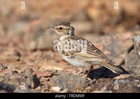 Holz Lerche (Lullula arborea), unreife auf dem Boden, Niederlande Stockfoto