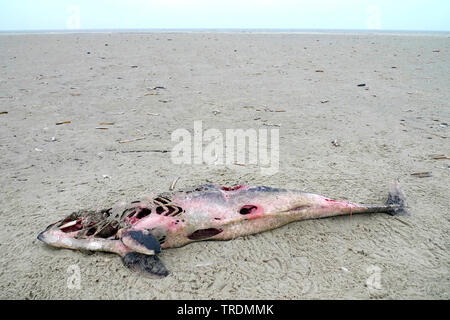 Gemeinsame Schweinswal, Schweinswal, Seehund, puffing Schwein (PHOCOENA PHOCOENA), Schweinswal tot Strand, Niederlande, Terschelling Stockfoto