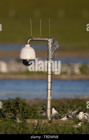 Brandseeschwalbe (Sterna sandvicensis, Thalasseus sandvicensis), Webcam in Brandseeschwalbe Kolonie auf Texel, Niederlande, Texel Stockfoto