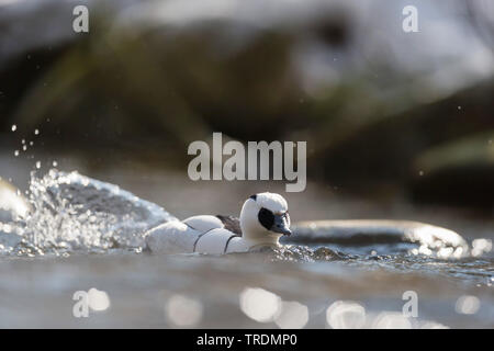 (Mergellus albellus smew, Mergus albellus), Schwimmen männlich, Deutschland Stockfoto