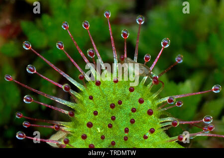 Long-leaved Sonnentau, länglich-leaved Sonnentau, Löffel-leaved Sonnentau (Drosera intermedia), Detail des Blattes, Österreich, Tirol, Region Plansee Stockfoto