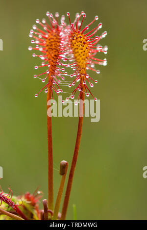 Long-leaved Sonnentau, länglich-leaved Sonnentau, Löffel-leaved Sonnentau (Drosera intermedia), Blätter, Österreich, Tirol, Region Plansee Stockfoto