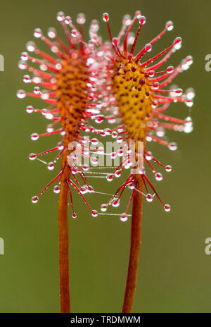 Long-leaved Sonnentau, länglich-leaved Sonnentau, Löffel-leaved Sonnentau (Drosera intermedia), Blätter, Österreich, Tirol Stockfoto