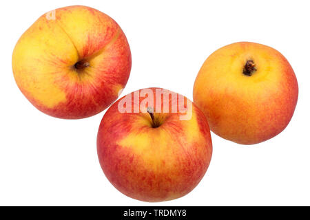 Apfel (Malus Domestica 'Jonagold', Malus Domestica Jonagold), Äpfel der Sorte Jonagold Stockfoto