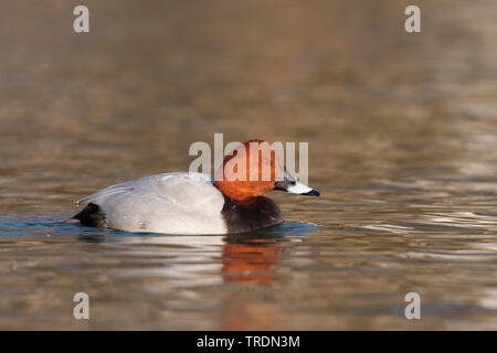 Gemeinsame (pochard Aythya ferina ferina), Anas, Schwimmen Drake, Frankreich Stockfoto
