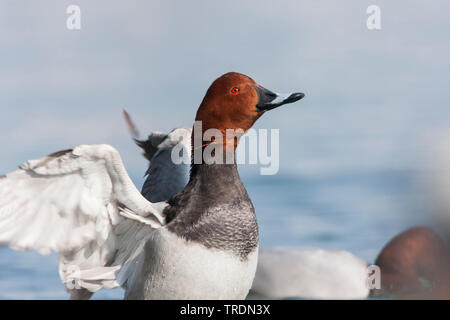 Gemeinsame (pochard Aythya ferina ferina), Anas, erwachsenen männlichen Schlagflügel, Frankreich Stockfoto