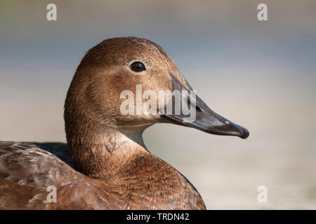 Gemeinsame (pochard Aythya ferina ferina), Anas, Schwimmen weibliche, Porträt, Frankreich Stockfoto