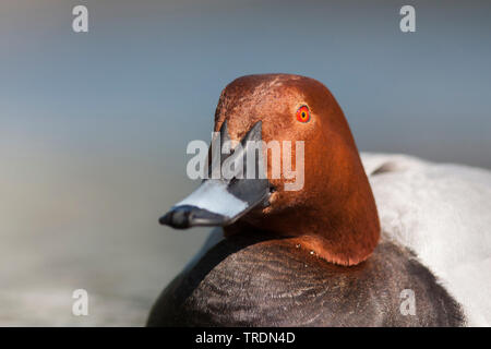 Gemeinsame (pochard Aythya ferina ferina), Anas, Schwimmen Drake, Porträt, Frankreich Stockfoto