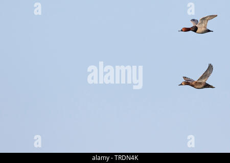 Gemeinsame (pochard Aythya ferina Ferina, Anas), fliegende Paar, Schweiz Stockfoto