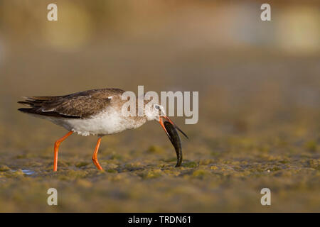 Gemeinsame Rotschenkel (Tringa totanus) ussuriensis ussuriensis, Tringa, in Wasser mit Fisch im Schnabel, Oman Stockfoto