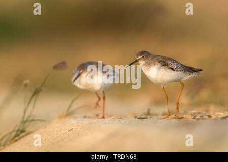 Gemeinsame Rotschenkel (Tringa totanus) ussuriensis ussuriensis, Tringa, Juvenile, Oman Stockfoto