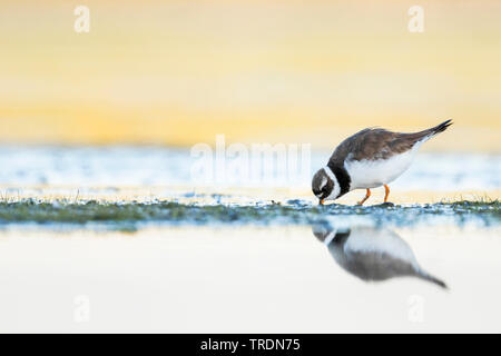 Kibitze (Charadrius hiaticula), weibliche Nahrungssuche am Boden, Deutschland Stockfoto