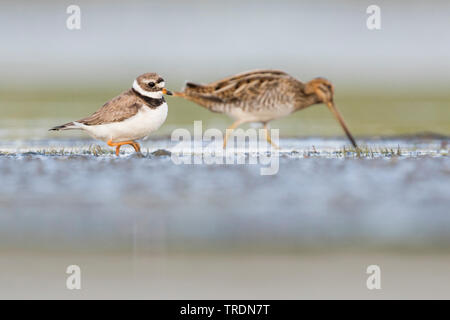 Kibitze (Charadrius hiaticula), Weibliche mit Bekassine suche Essen, Deutschland Stockfoto