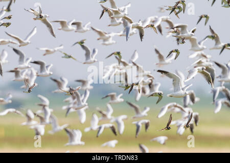 Kibitze (Charadrius hiaticula), fliegende Herde, Deutschland Stockfoto