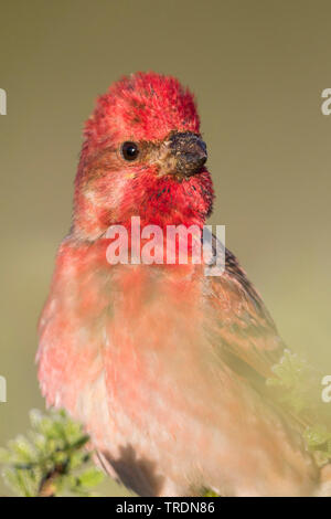 (Common rosefinch Carpodacus erythrinus ferghanensis, Carpodacus ferghanensis), männlich hocken auf einem Zweig, Kirgisistan Stockfoto