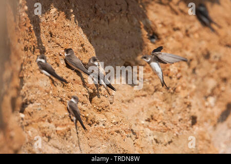 Uferschwalbe (Riparia riparia), Kolonie am Steilufer, Deutschland Stockfoto