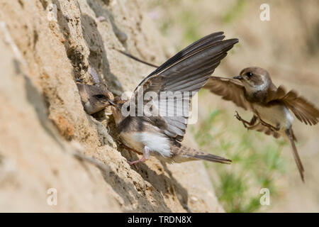 Uferschwalbe (Riparia riparia), Sand Martins Landung an der NEST-Website, Deutschland Stockfoto