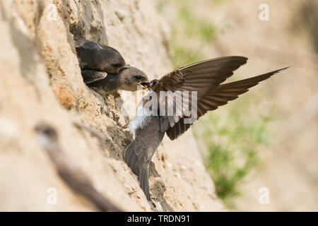 Uferschwalbe (Riparia riparia), juvenile Fütterung am Nest Website, Deutschland Stockfoto