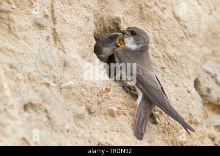 Uferschwalbe (Riparia riparia), juvenile Fütterung am Nest Website, Deutschland Stockfoto