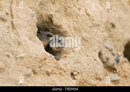 Uferschwalbe (Riparia riparia), immatures am Nest Website, Deutschland Stockfoto