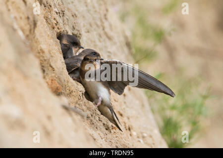 Uferschwalbe (Riparia riparia), juvenile am Nest Website, Deutschland Stockfoto