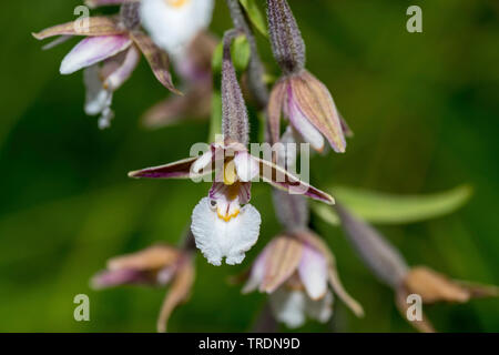 Marsh (helleborine Epipactis palustris), Blume, Deutschland, Bayern, Murnauer Moos Stockfoto