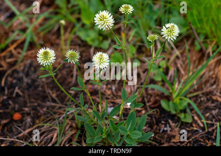 Berg KLEE (Trifolium montanum), blühende, Deutschland, Bayern, Murnauer Moos Stockfoto