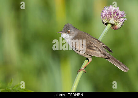 Asiatische Whitethroat (Sylvia communis rubicola rubicola, Sylvia), erwachsenen männlichen, Kirgisistan Stockfoto