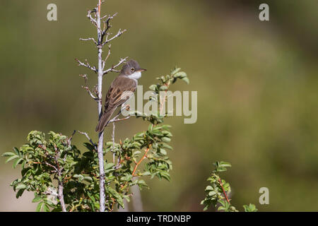 Asiatische Whitethroat (Sylvia communis rubicola rubicola, Sylvia), erwachsenen männlichen, Kasachstan Stockfoto