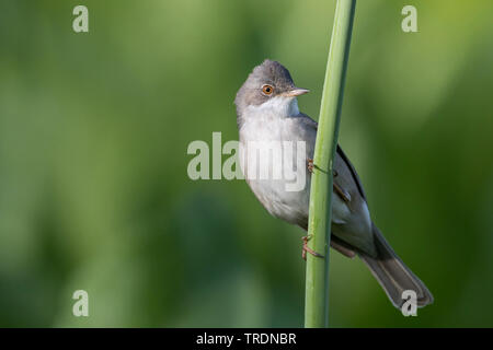 Asiatische Whitethroat (Sylvia communis rubicola rubicola, Sylvia), erwachsenen männlichen, Kirgisistan Stockfoto