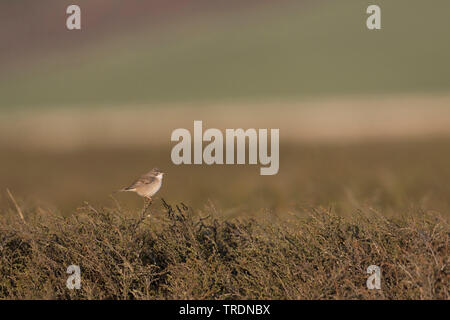 Asiatische Whitethroat (Sylvia communis rubicola rubicola, Sylvia), erwachsenen männlichen, Kirgisistan Stockfoto