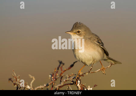 Asiatische Whitethroat (Sylvia communis rubicola rubicola, Sylvia), erwachsenen männlichen, Kasachstan Stockfoto