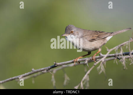 Asiatische Whitethroat (Sylvia communis rubicola rubicola, Sylvia), erwachsenen männlichen, Kirgisistan Stockfoto