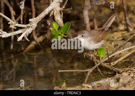 Asiatische Whitethroat (Sylvia communis rubicola rubicola, Sylvia), erwachsene Frau auf eine Pflanze, Oman Stockfoto